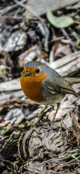 bird, of nature Wallpaper 1080x2340