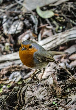 bird, of nature Wallpaper 1640x2360