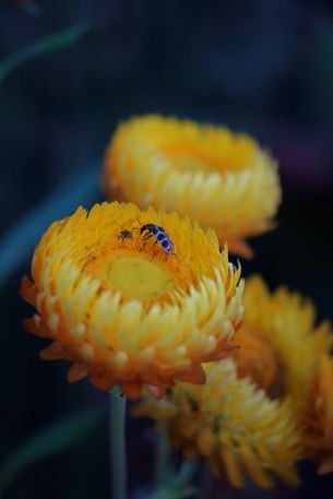 flower, insects Wallpaper 4000x6000