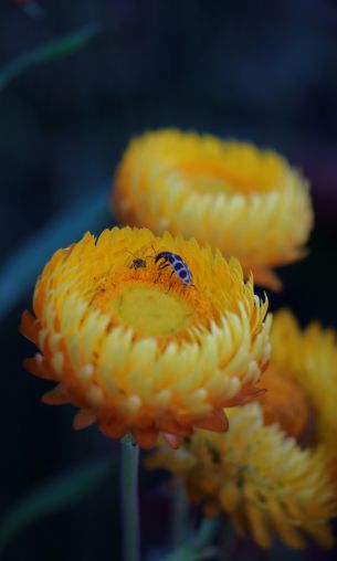 flower, insects Wallpaper 1200x2000