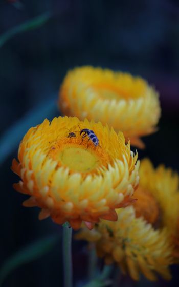 flower, insects Wallpaper 1752x2800