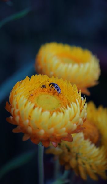 flower, insects Wallpaper 600x1024