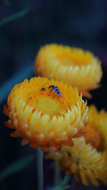 flower, insects Wallpaper 640x1136