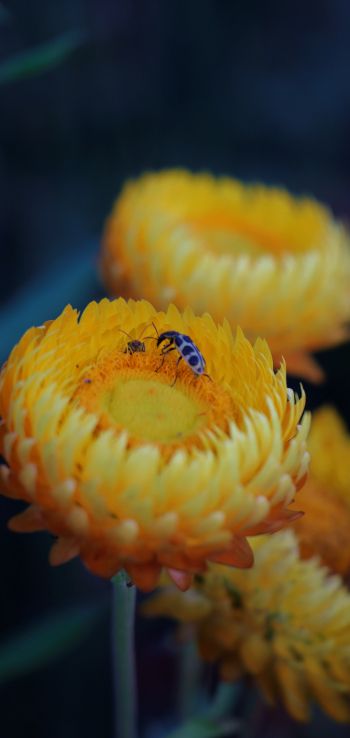 flower, insects Wallpaper 1080x2280