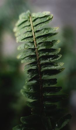 fern leaf Wallpaper 600x1024