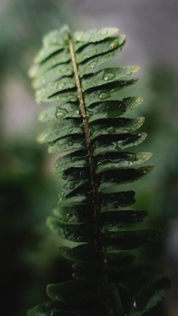 fern leaf Wallpaper 640x1136