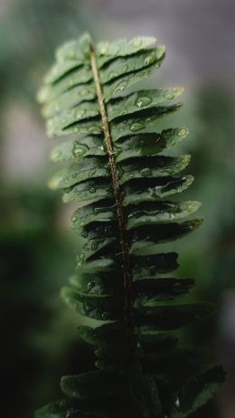 fern leaf Wallpaper 1080x1920