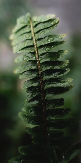 fern leaf Wallpaper 720x1440