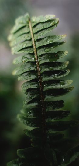 fern leaf Wallpaper 720x1520