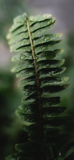 fern leaf Wallpaper 828x1792