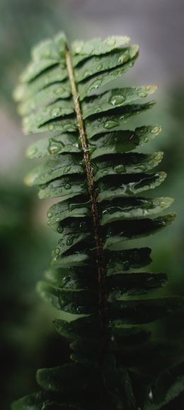 fern leaf Wallpaper 1080x2400