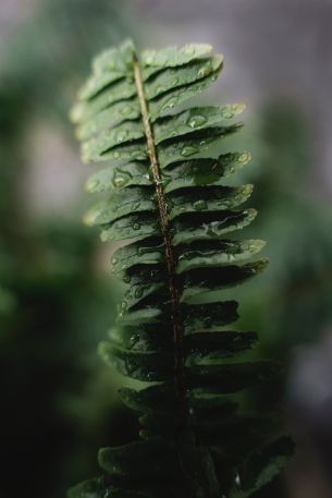 fern leaf Wallpaper 640x960