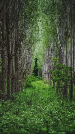 in the woods, forest plantations Wallpaper 1440x2560
