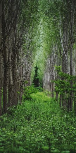 in the woods, forest plantations Wallpaper 720x1440
