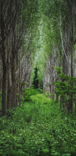 in the woods, forest plantations Wallpaper 1440x2960