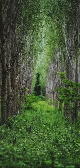 in the woods, forest plantations Wallpaper 1080x2280