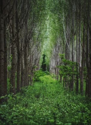 in the woods, forest plantations Wallpaper 2466x3375