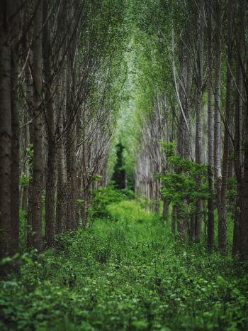 in the woods, forest plantations Wallpaper 1536x2048