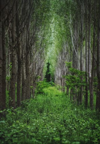 in the woods, forest plantations Wallpaper 1668x2388