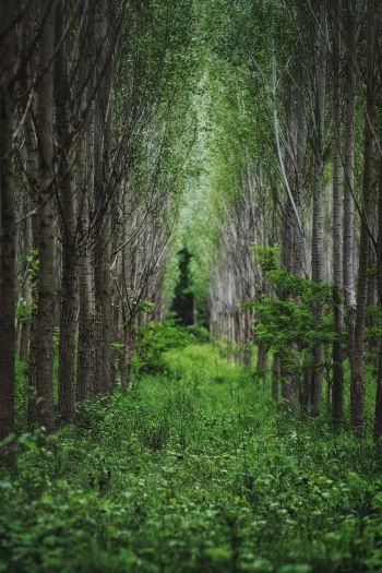 in the woods, forest plantations Wallpaper 640x960
