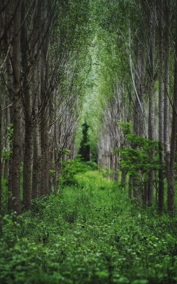 in the woods, forest plantations Wallpaper 1200x1920