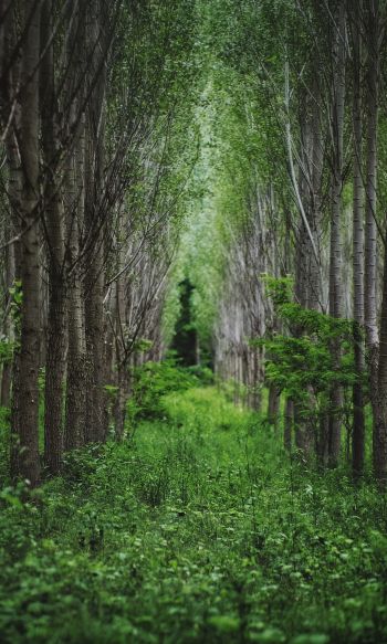 in the woods, forest plantations Wallpaper 1200x2000