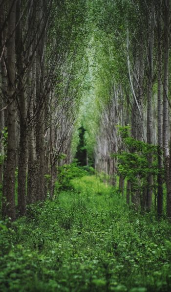 in the woods, forest plantations Wallpaper 600x1024