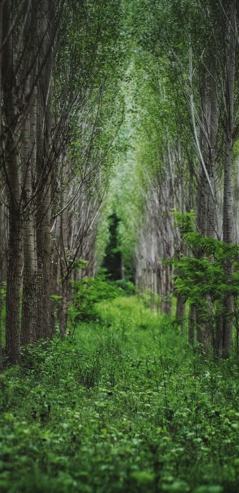 in the woods, forest plantations Wallpaper 1080x2220