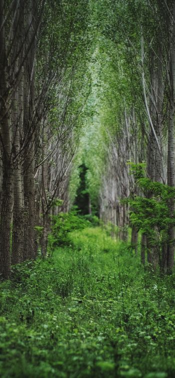 in the woods, forest plantations Wallpaper 1170x2532