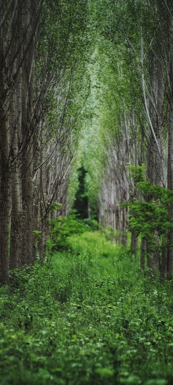 in the woods, forest plantations Wallpaper 1080x2400