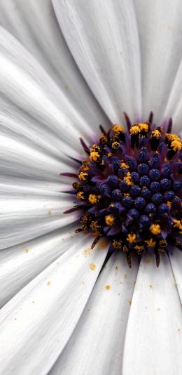 chamomile, daisy Wallpaper 1080x2220