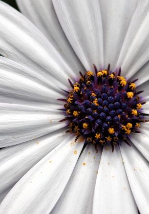 chamomile, daisy Wallpaper 1640x2360