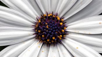 chamomile, daisy Wallpaper 2560x1440