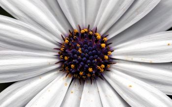 chamomile, daisy Wallpaper 2560x1600