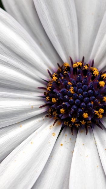 chamomile, daisy Wallpaper 640x1136