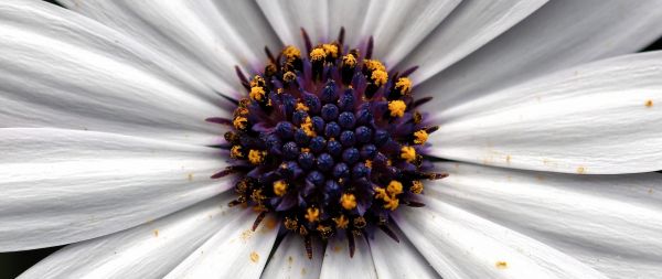 chamomile, daisy Wallpaper 2560x1080