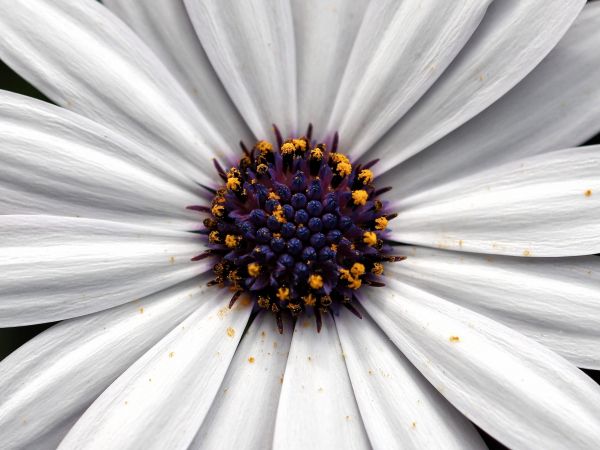 chamomile, daisy Wallpaper 1024x768