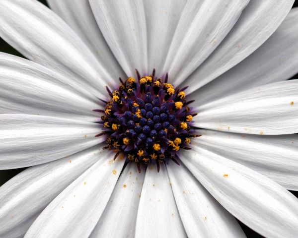 chamomile, daisy Wallpaper 1280x1024