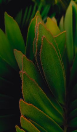 greens, plant leaves gg Wallpaper 600x1024