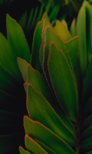 greens, plant leaves gg Wallpaper 1200x2000