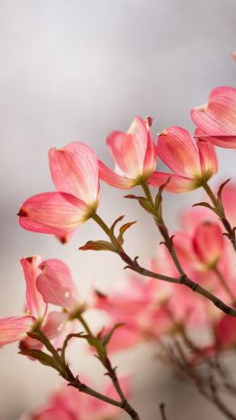 flowers, spring Wallpaper 640x1136