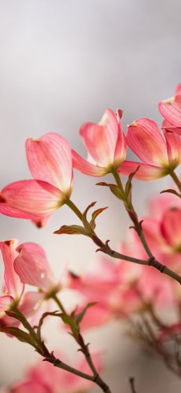 flowers, spring Wallpaper 1080x2340