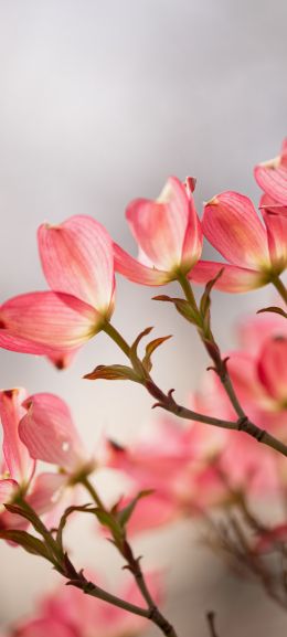 flowers, spring Wallpaper 1080x2400