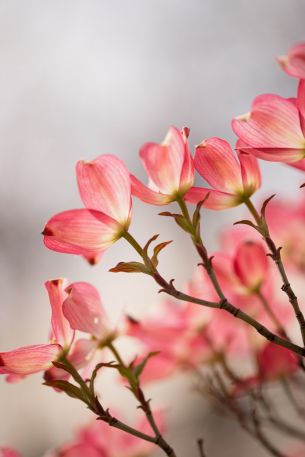 flowers, spring Wallpaper 640x960