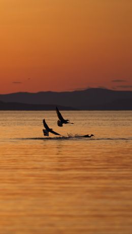 Vladivostok, Russia Wallpaper 640x1136