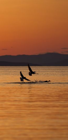 Vladivostok, Russia Wallpaper 1440x2960