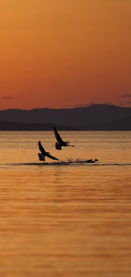 Vladivostok, Russia Wallpaper 1440x3040