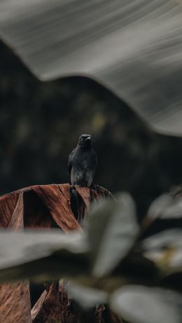 black bird Wallpaper 640x1136