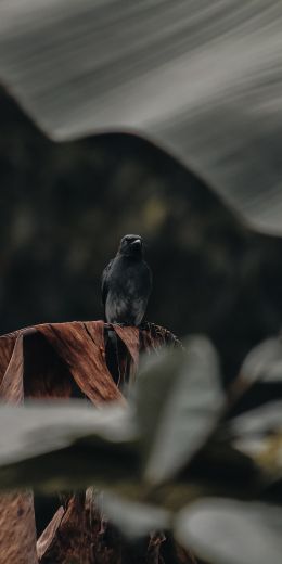 black bird Wallpaper 720x1440