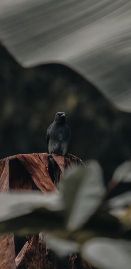 black bird Wallpaper 1440x2960